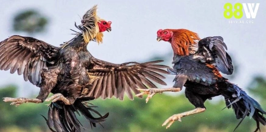 Đá gà thomo 88vv phát sóng nhiều trận đấu trong ngày